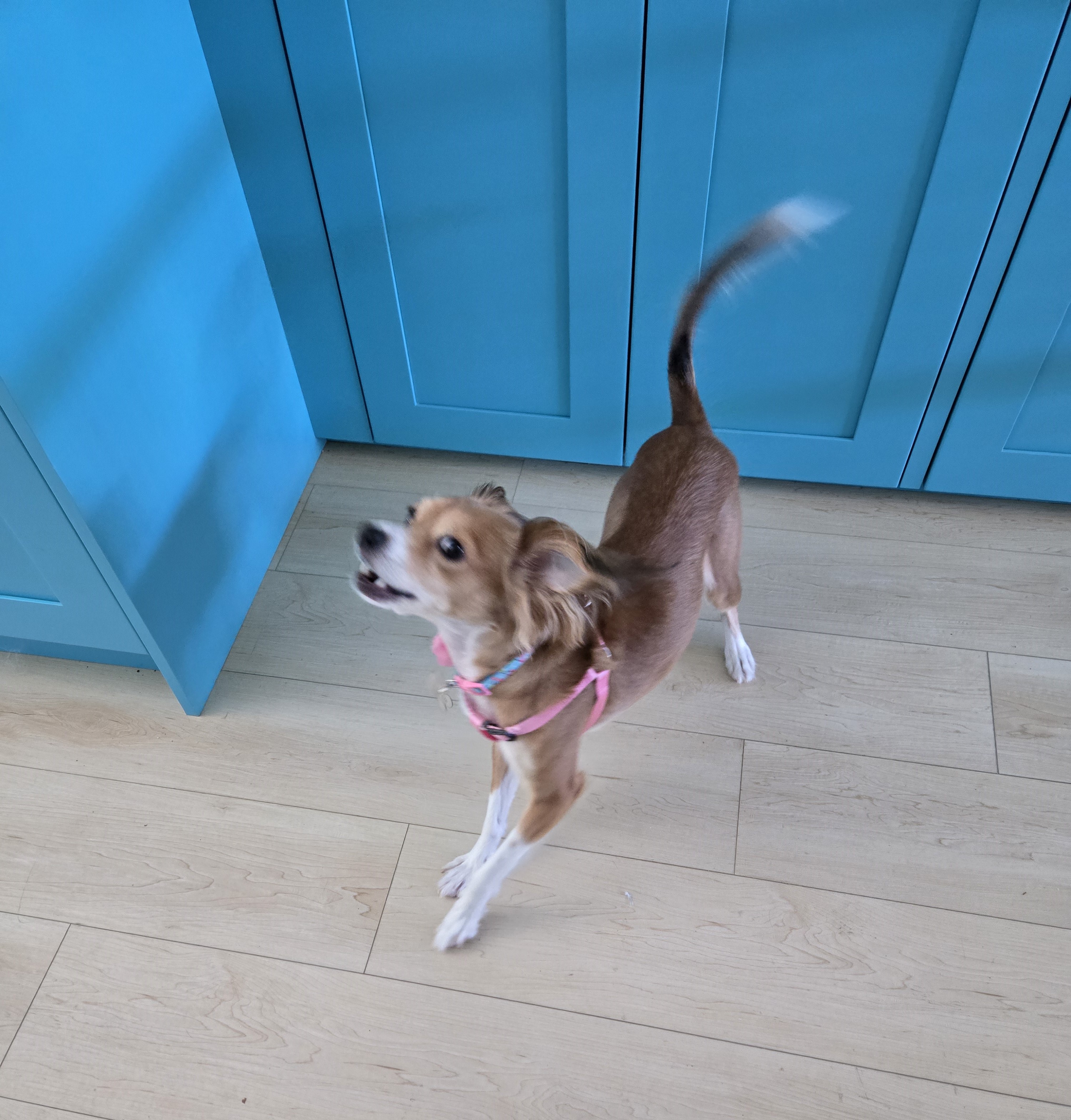 Enlarge Pixie, a Adopted mixed breed in Vista, CA image 2/3