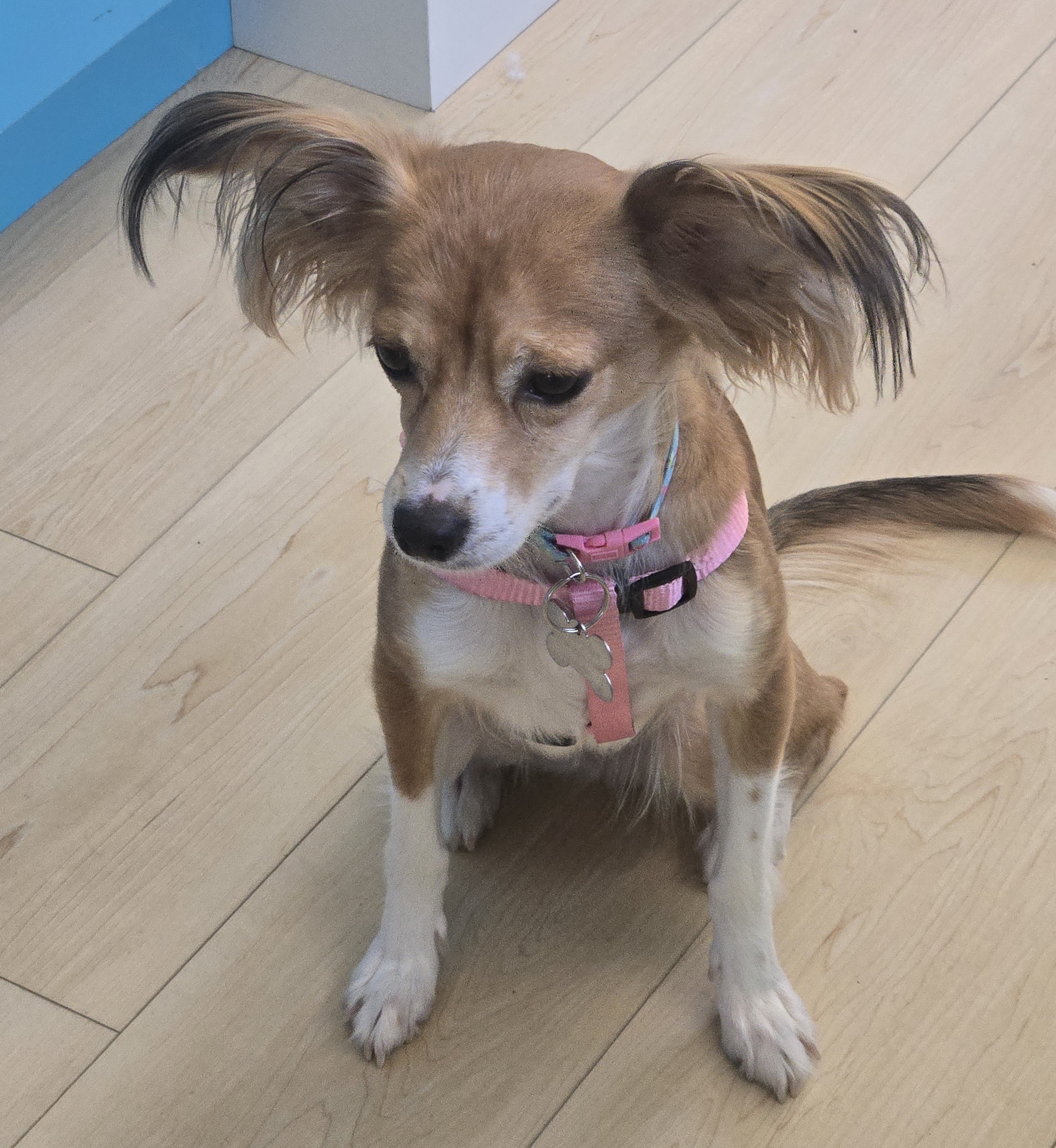 Enlarge Pixie, a Adopted mixed breed in Vista, CA image 3/3