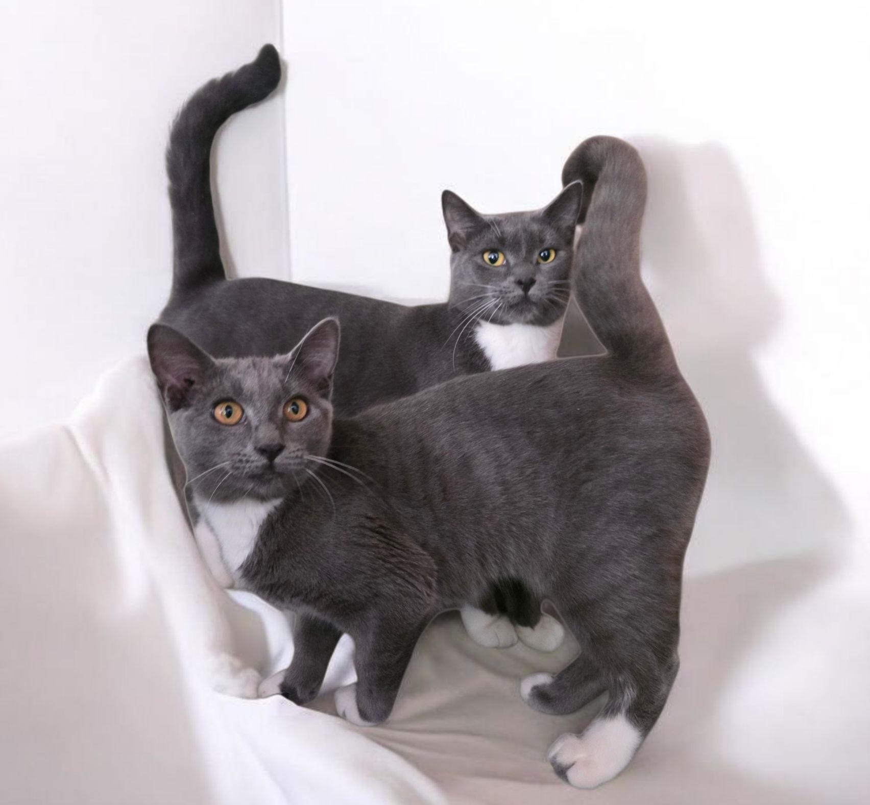 Enlarge Cleo & CiCi, a Adoptable Russian Blue in Silver Springs, FL image 1/3