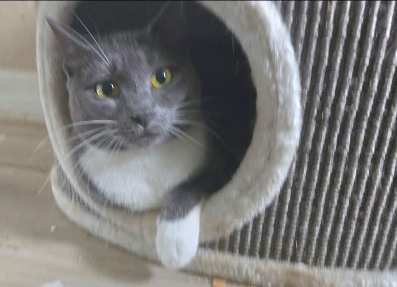 Enlarge Cleo & CiCi, an adoption pending Russian Blue in Silver Springs, FL image 4/4