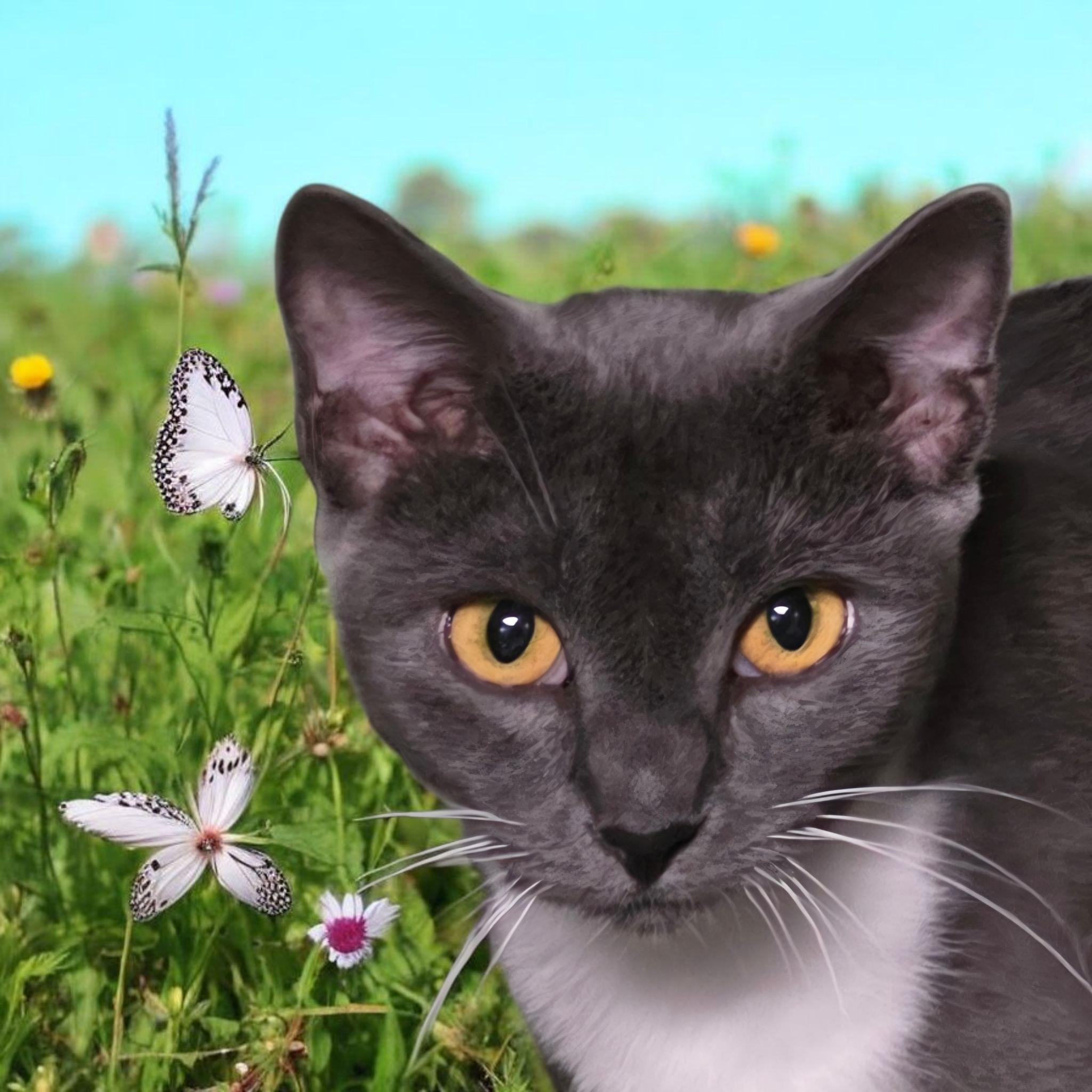 Enlarge Cleo & CiCi, a Adoptable Russian Blue in Silver Springs, FL image 3/3