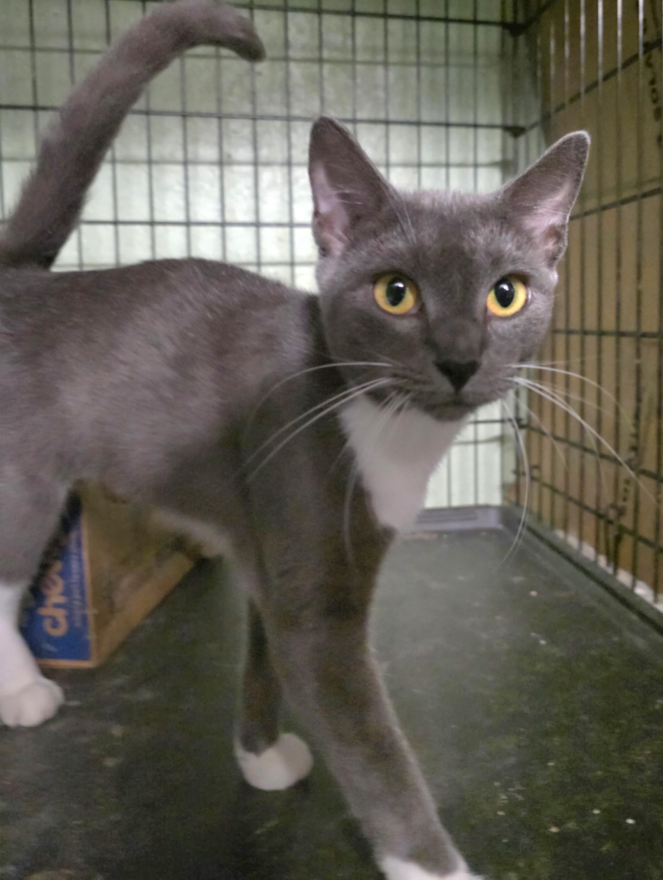 Enlarge Cleo & CiCi, a Adoptable Russian Blue in Silver Springs, FL image 2/2