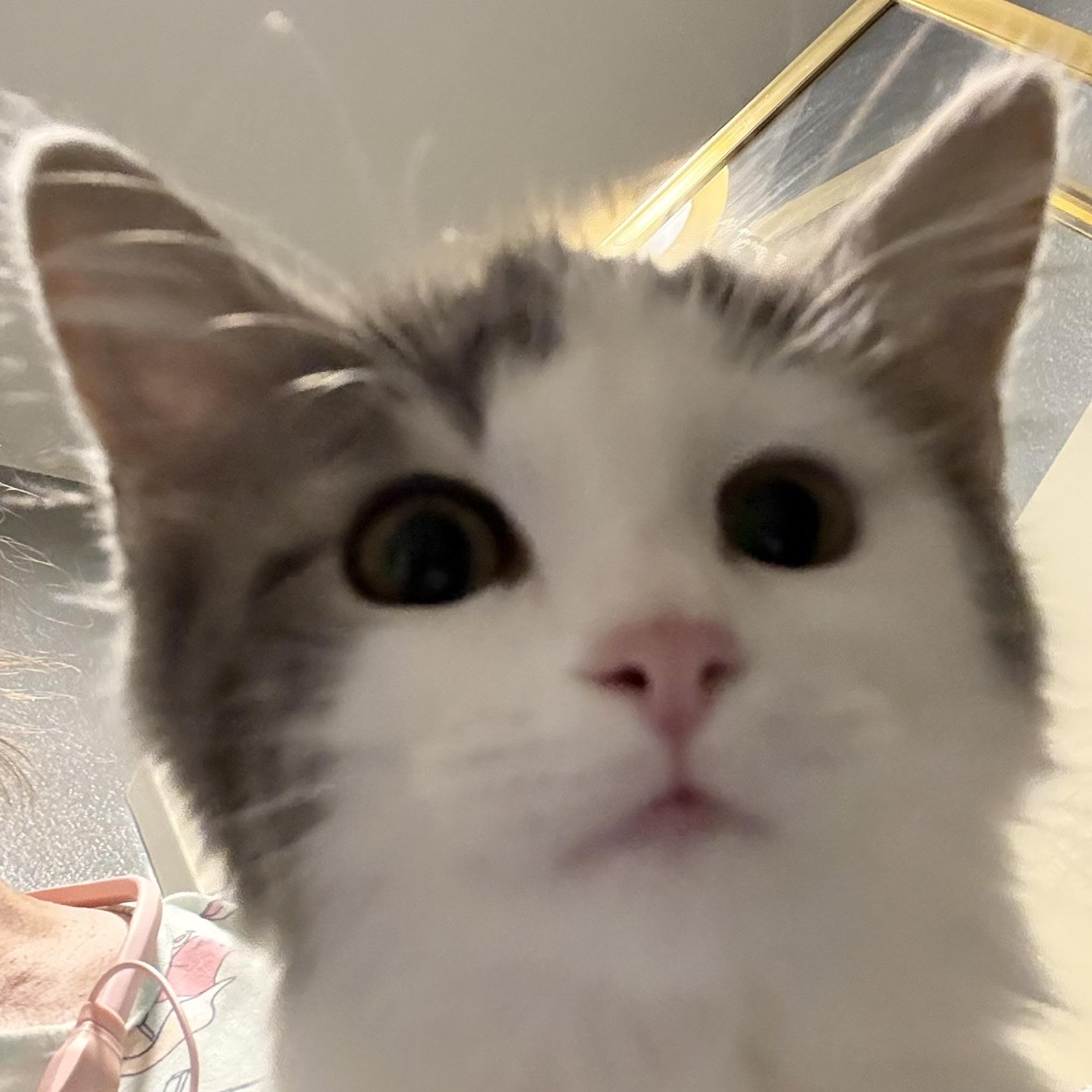 Henrietta INDOOR ONLY, adopted, Kitten Female Domestic Medium Hair.