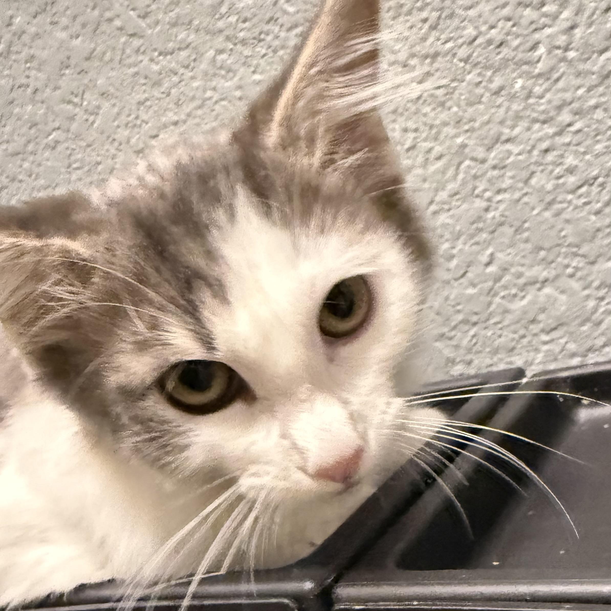 Enlarge Henrietta INDOOR ONLY, an adopted mixed breed in Stockton, CA image 2/6