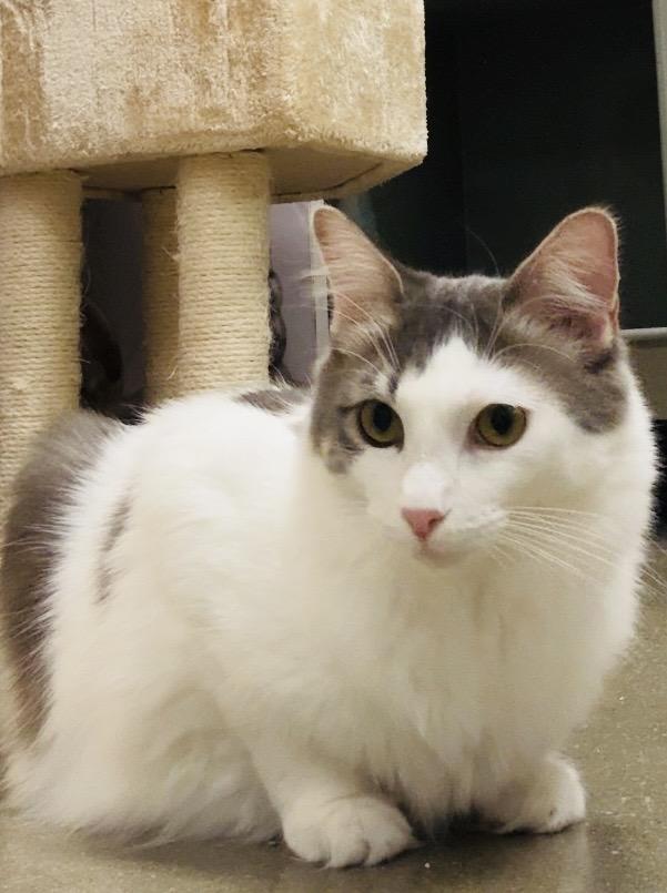 Enlarge Henrietta INDOOR ONLY, an adoptable mixed breed in Stockton, CA image 5/6