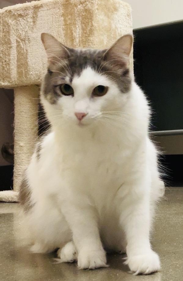 Enlarge Henrietta INDOOR ONLY, an adoptable mixed breed in Stockton, CA image 6/6