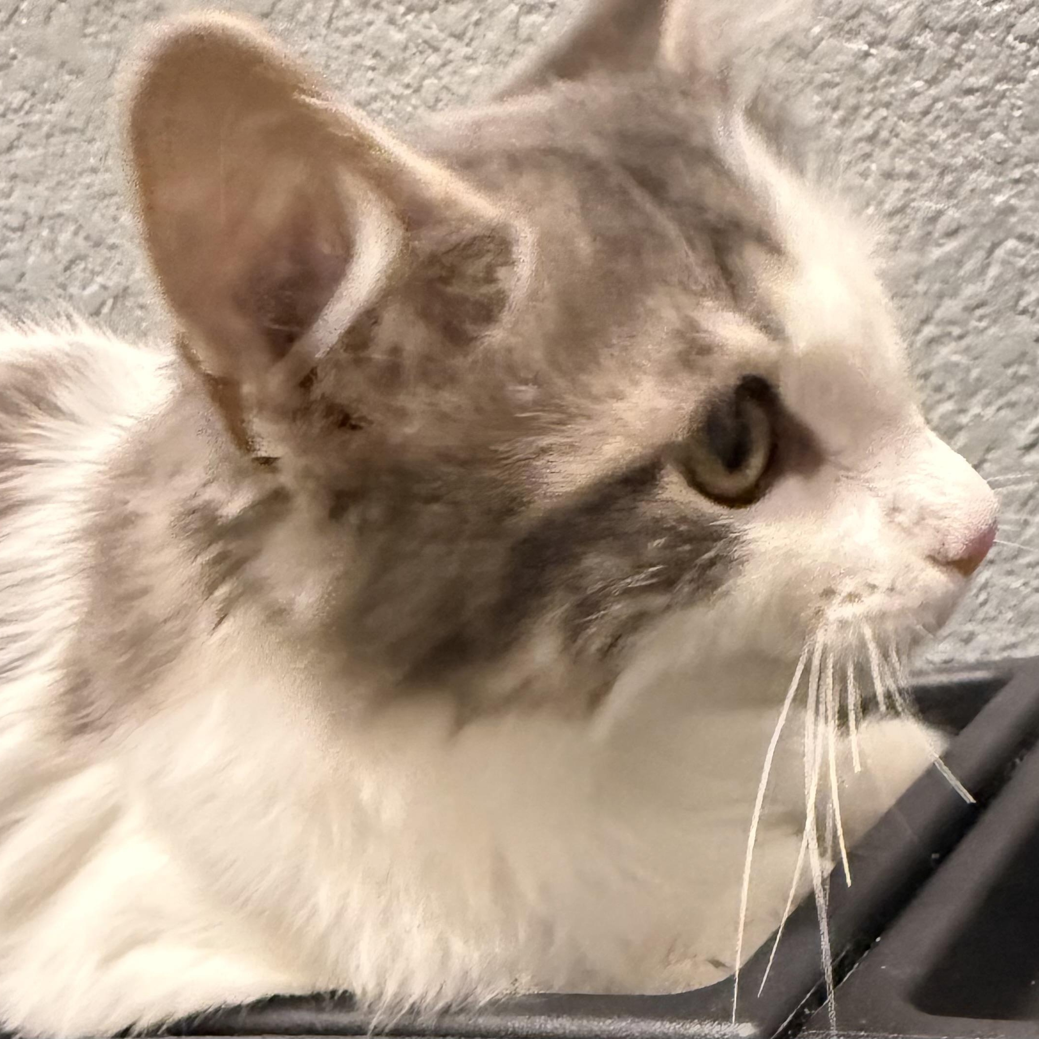 Enlarge Henrietta INDOOR ONLY, an adopted mixed breed in Stockton, CA image 4/6