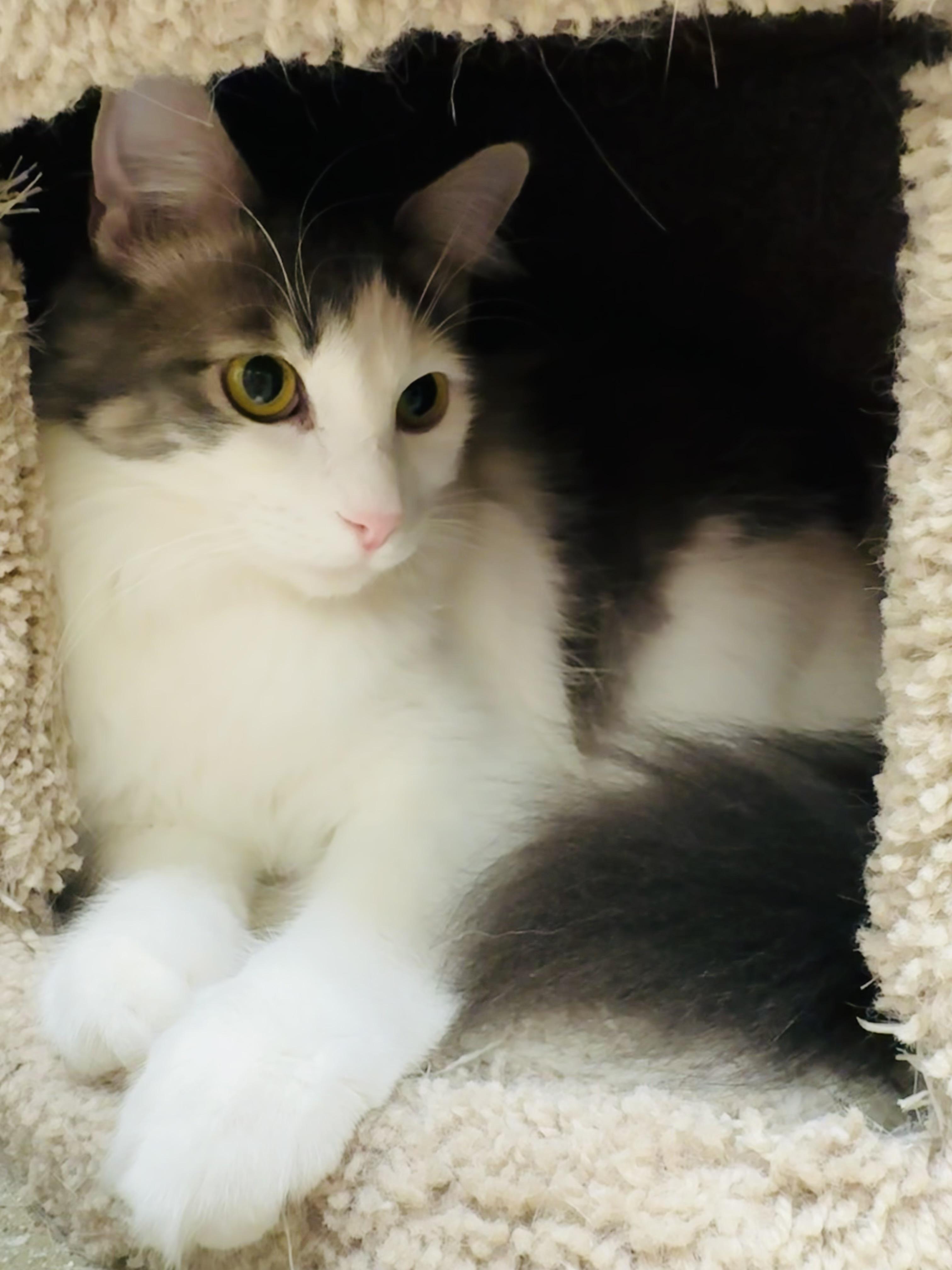 Enlarge Henrietta INDOOR ONLY, an adoptable mixed breed in Stockton, CA image 4/6