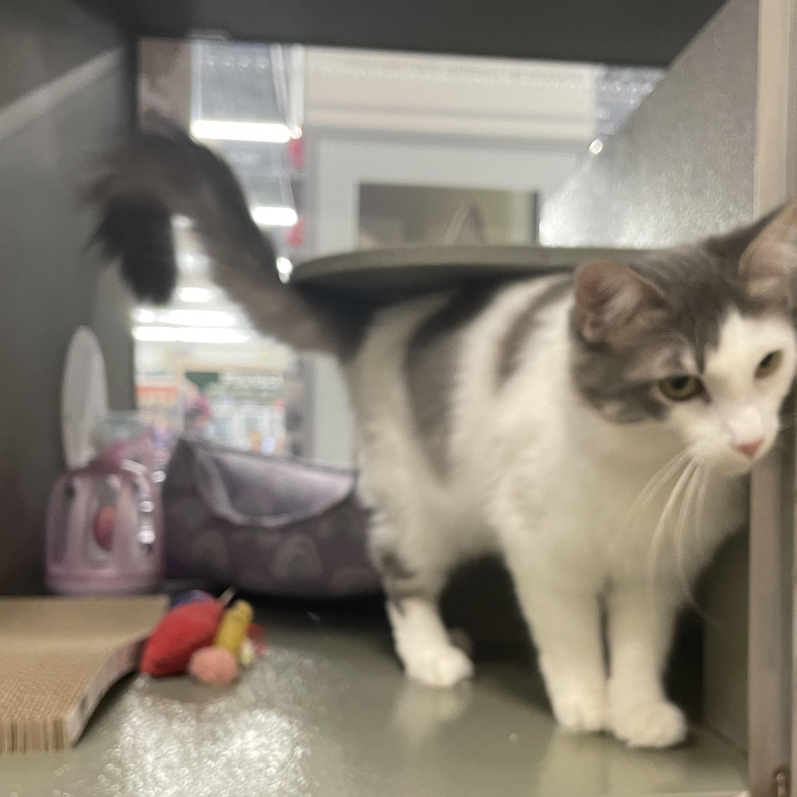 Henrietta INDOOR ONLY, an adoptable mixed breed in Stockton, CA image 2/3