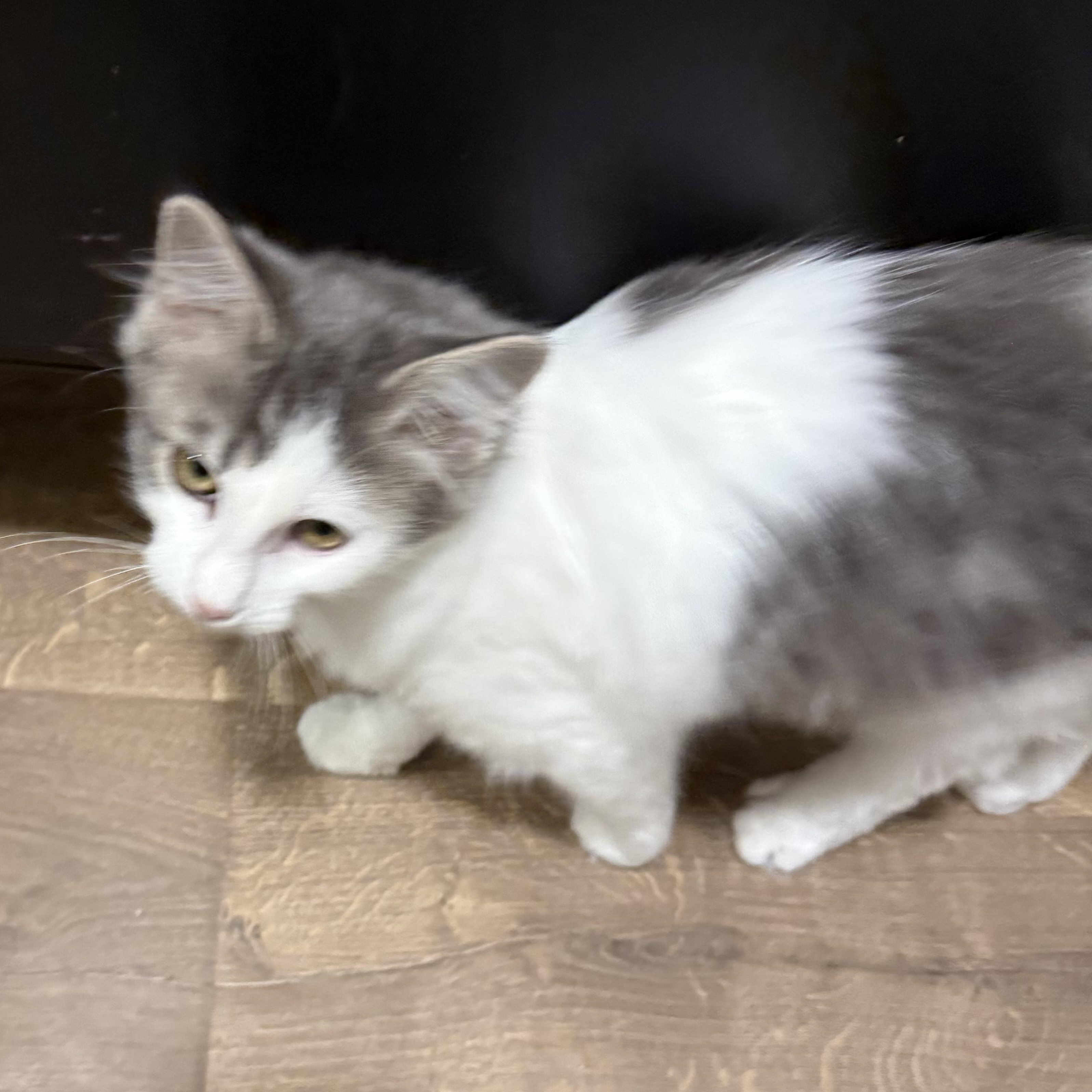 Enlarge Henrietta INDOOR ONLY, an adopted mixed breed in Stockton, CA image 6/6