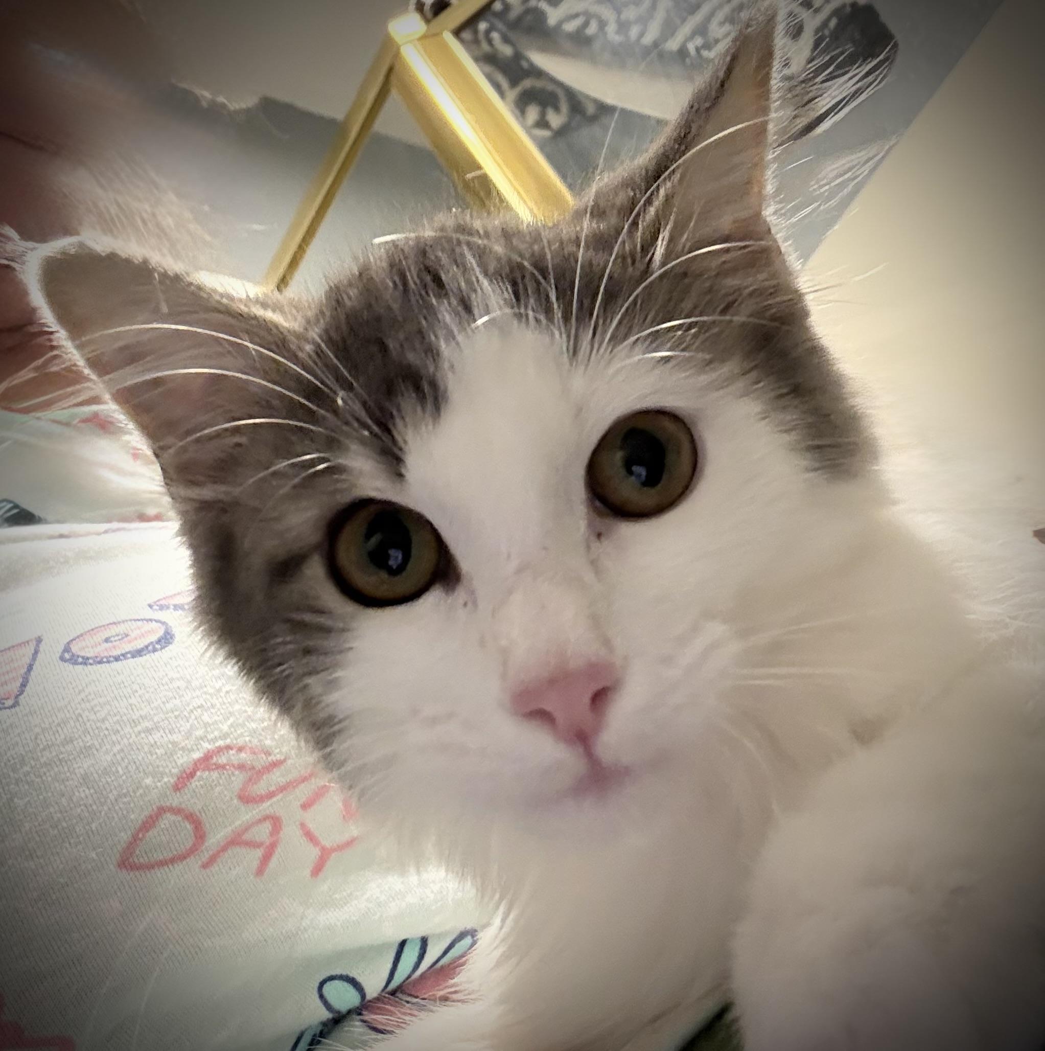 Enlarge Henrietta INDOOR ONLY, an adopted mixed breed in Stockton, CA image 5/6