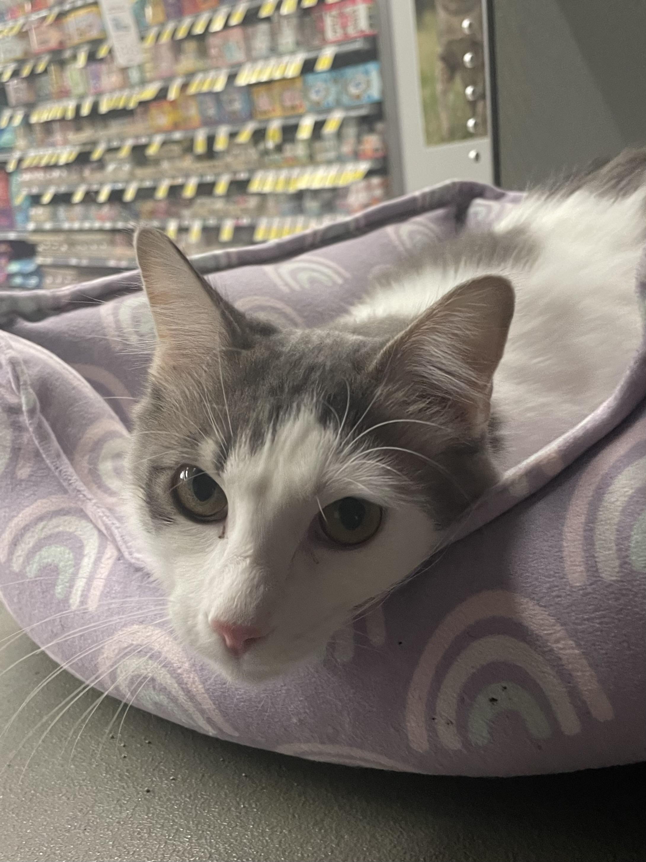 Henrietta INDOOR ONLY, an adoptable mixed breed in Stockton, CA image 3/3