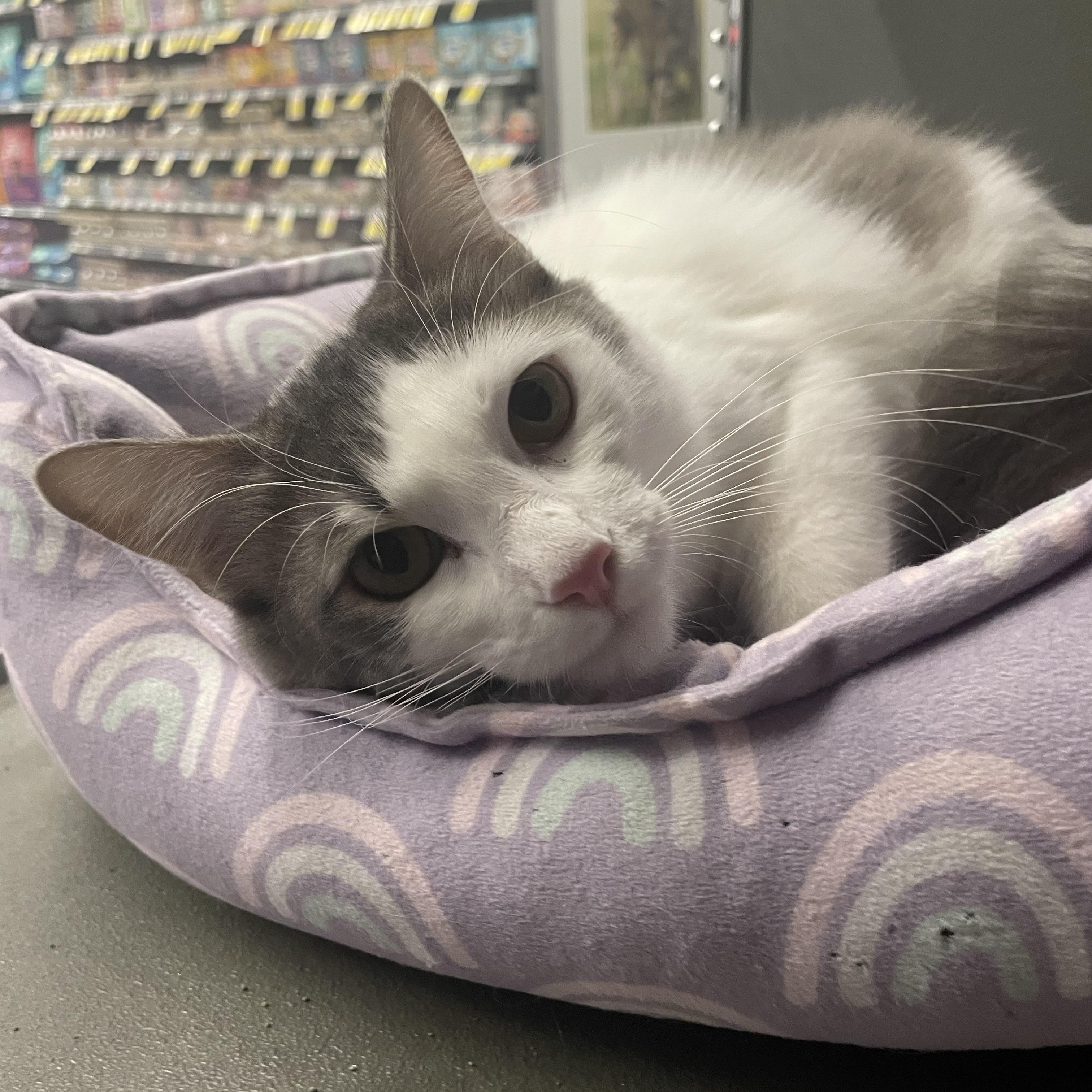 Henrietta INDOOR ONLY, an adoptable mixed breed in Stockton, CA image 1/3