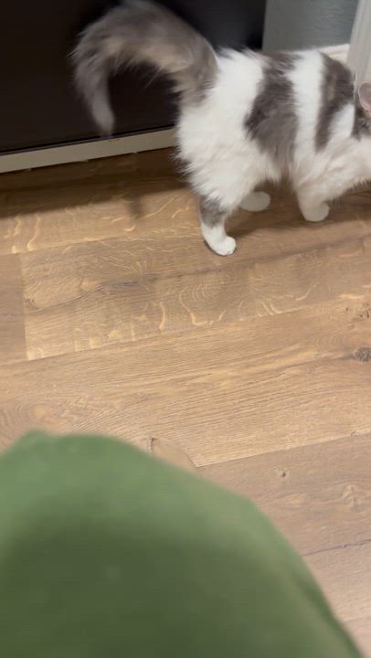 Enlarge Henrietta INDOOR ONLY, an adopted mixed breed in Stockton, CA video 3/6