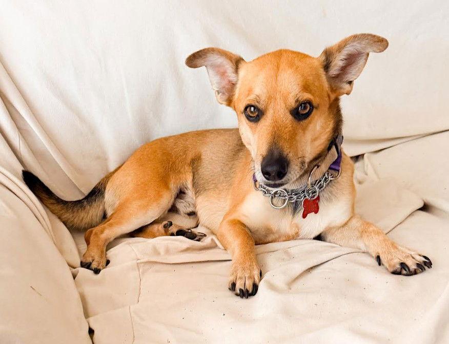 Pico, Adoptable, Adult Male Corgi & Chihuahua.