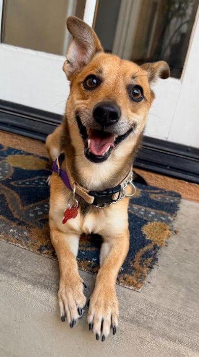 Pico, Adoptable, Adult Male Corgi & Chihuahua.