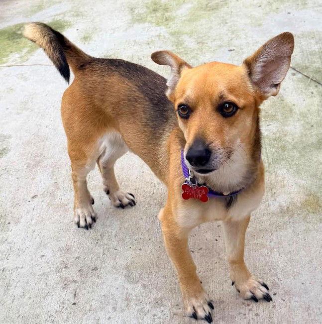 Enlarge Pico, a Adoptable mixed breed in San Diego, CA image 3/3