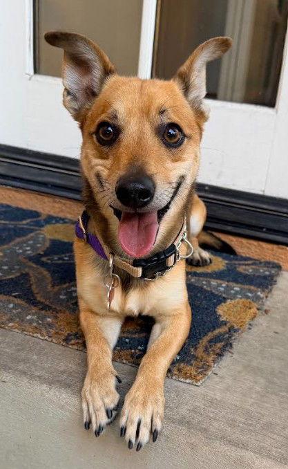 Enlarge Pico, a Adoptable mixed breed in San Diego, CA image 2/3