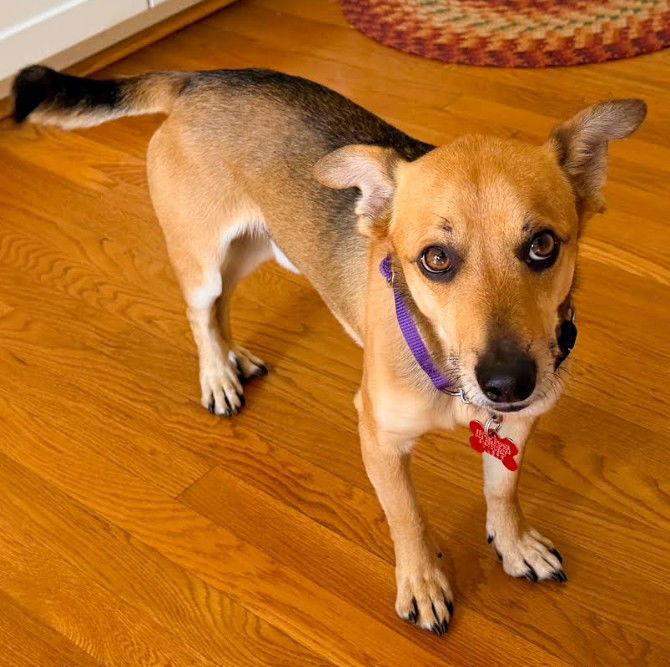 Enlarge Pico, a Adoptable mixed breed in San Diego, CA image 3/3