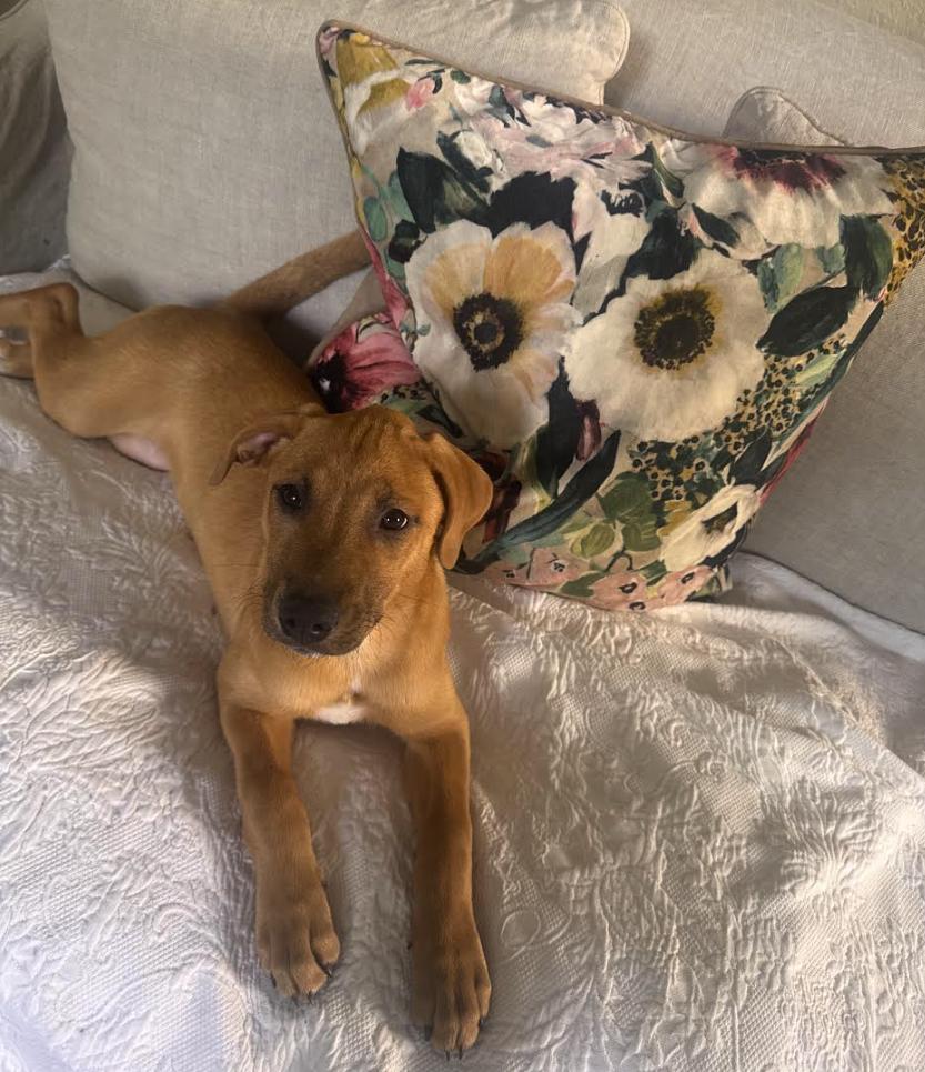 Enlarge Marley, a Adoptable mixed breed in Pflugerville, TX image 1/5