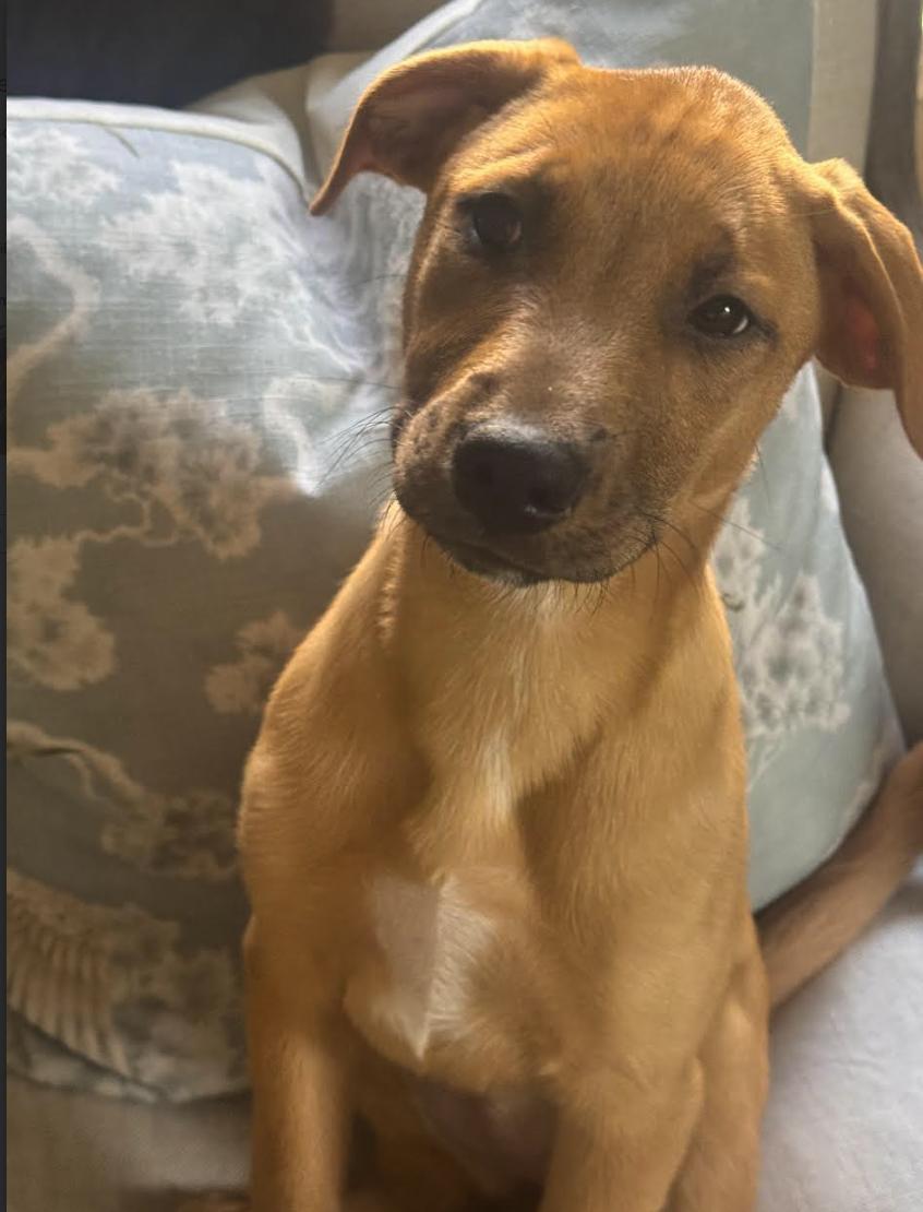 Enlarge Marley, a Adoptable mixed breed in Pflugerville, TX image 2/5