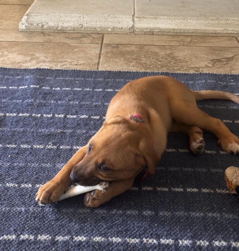 Enlarge Marley, a Adoptable mixed breed in Pflugerville, TX image 4/5