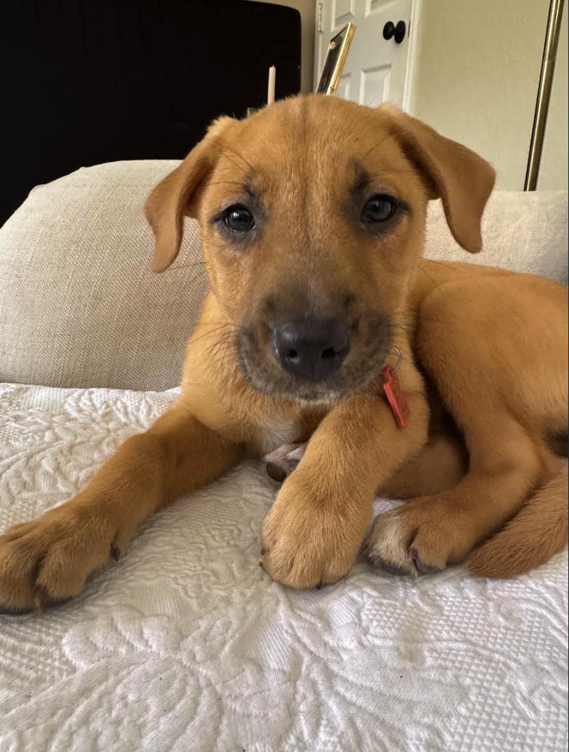 Enlarge Marley, a Adoptable mixed breed in Pflugerville, TX image 3/5