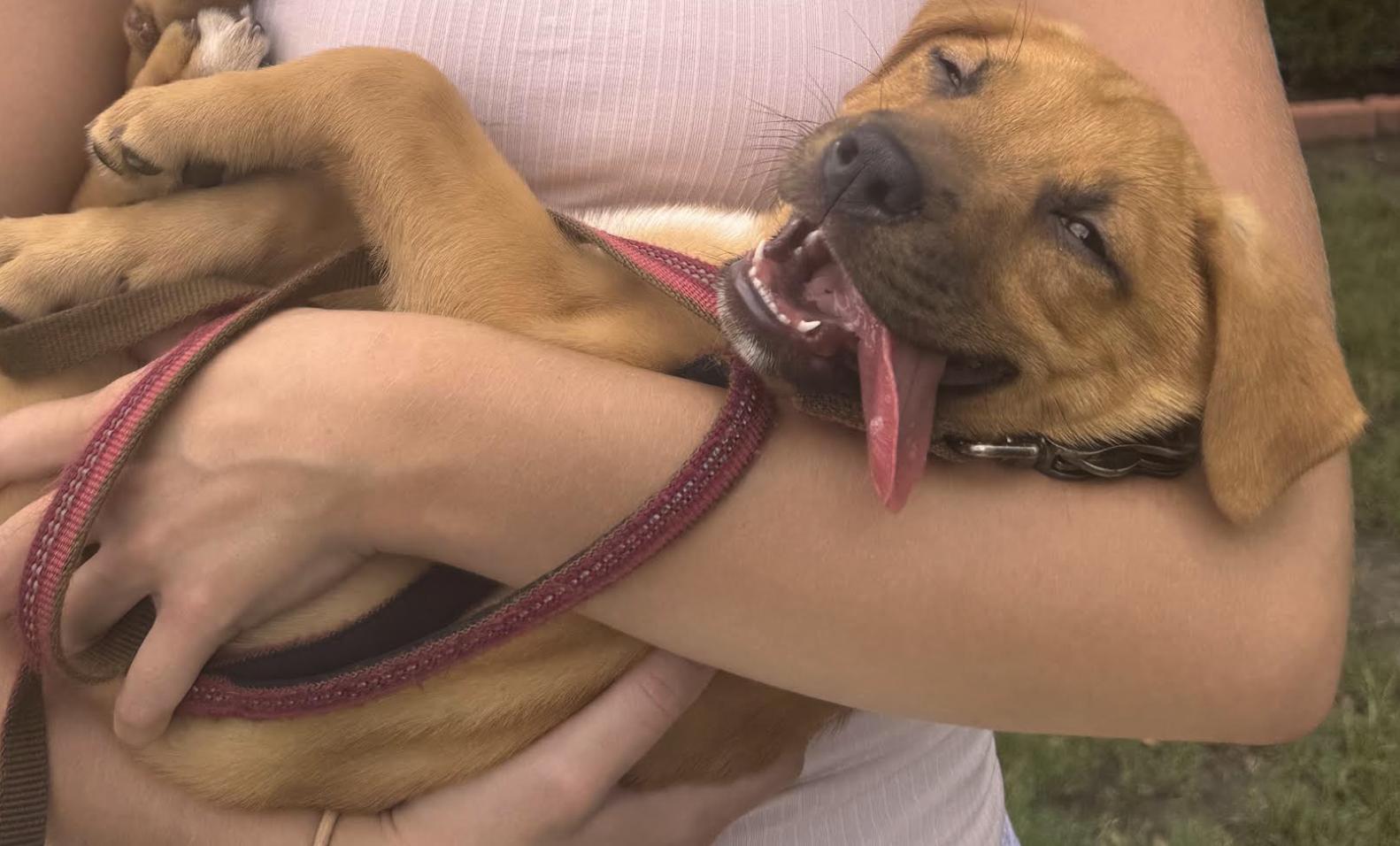 Enlarge Marley, a Adoptable mixed breed in Pflugerville, TX image 5/5