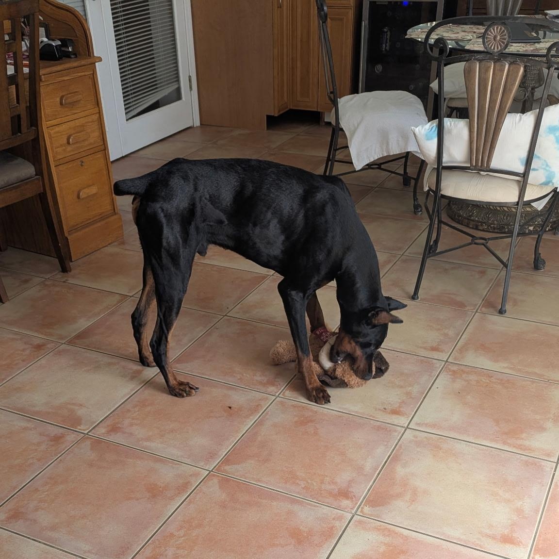 Enlarge Walther, a ADOPTABLE Doberman Pinscher in Lloyd, FL image 2/2