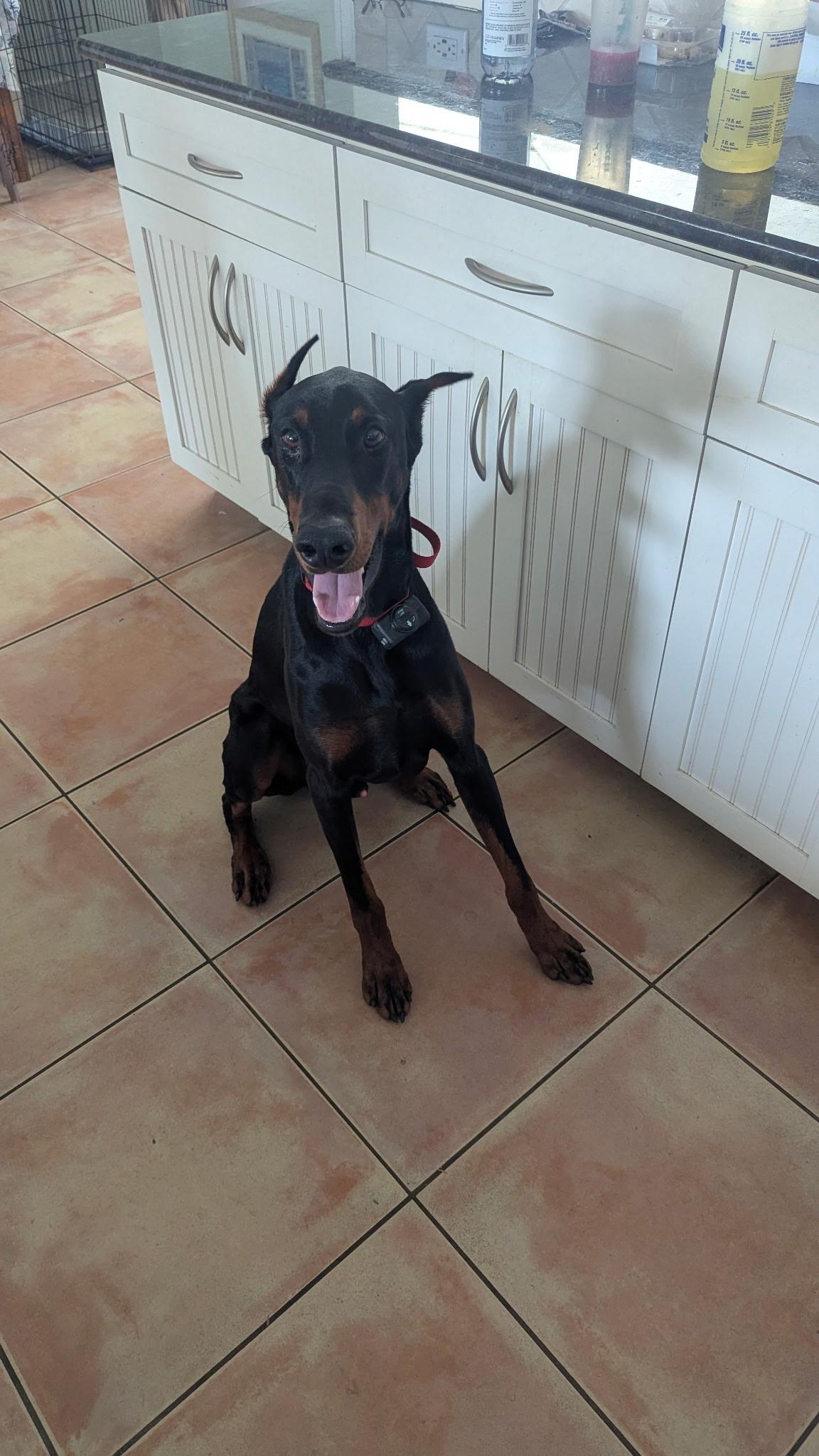 Enlarge Walther, a ADOPTABLE Doberman Pinscher in Lloyd, FL image 1/2