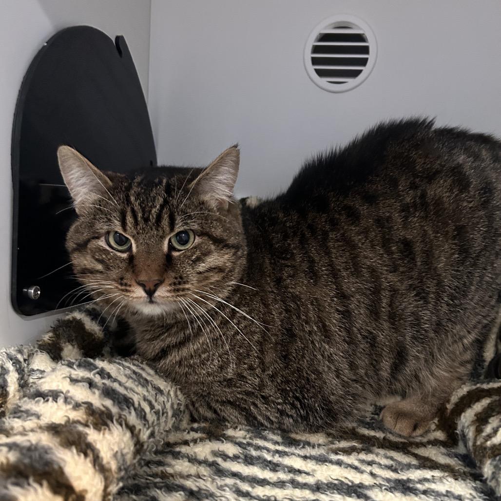 Gingerbread, Adoptable, Adult Male Domestic Short Hair.