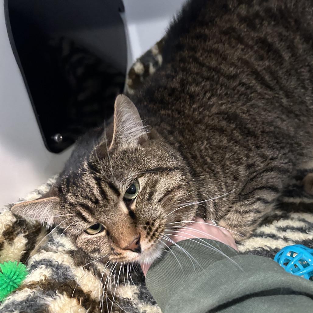 Gingerbread, a Adoptable Domestic Short Hair image 1/6