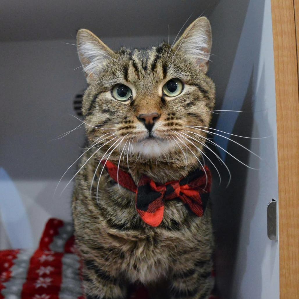 Gingerbread, a Adoptable Domestic Short Hair image 2/6