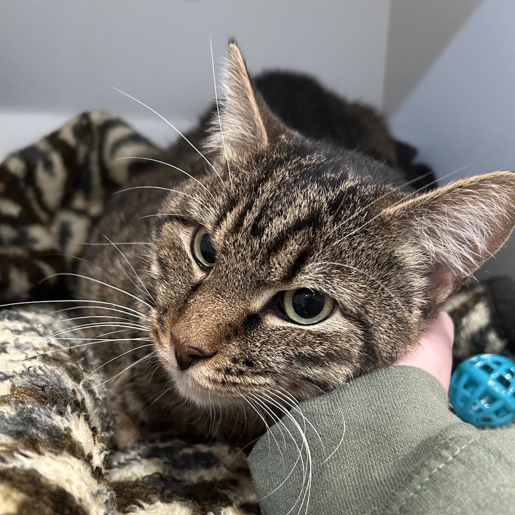 Gingerbread, a Adoptable Domestic Short Hair image 4/6