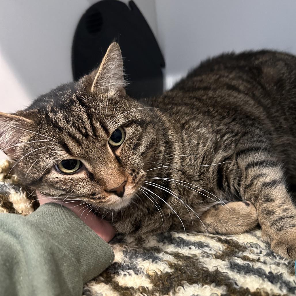 Gingerbread, a Adoptable Domestic Short Hair image 5/6