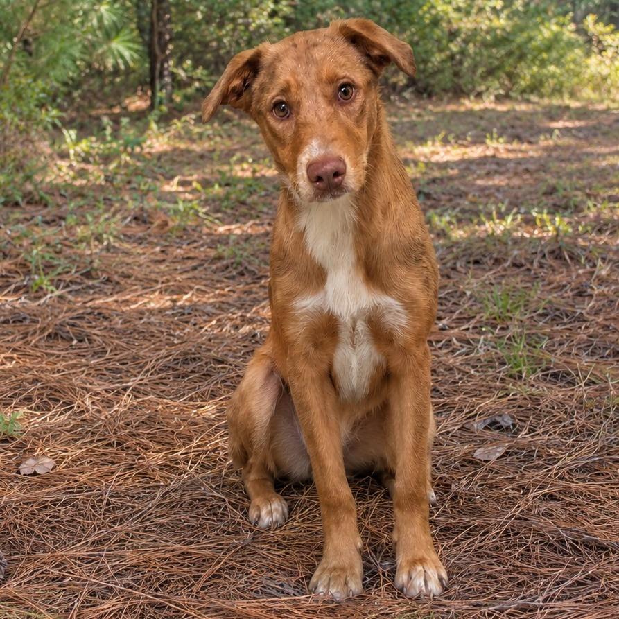 Disel, Adoptable, Young Male Mixed Breed & Mixed Breed.