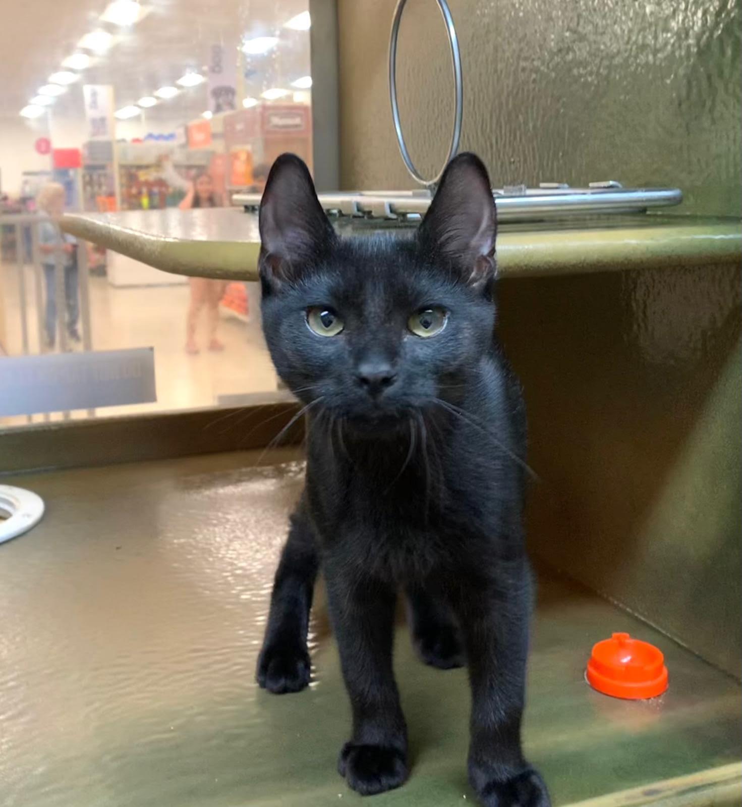 Pietro, Adoptable, Kitten Male Domestic Short Hair.