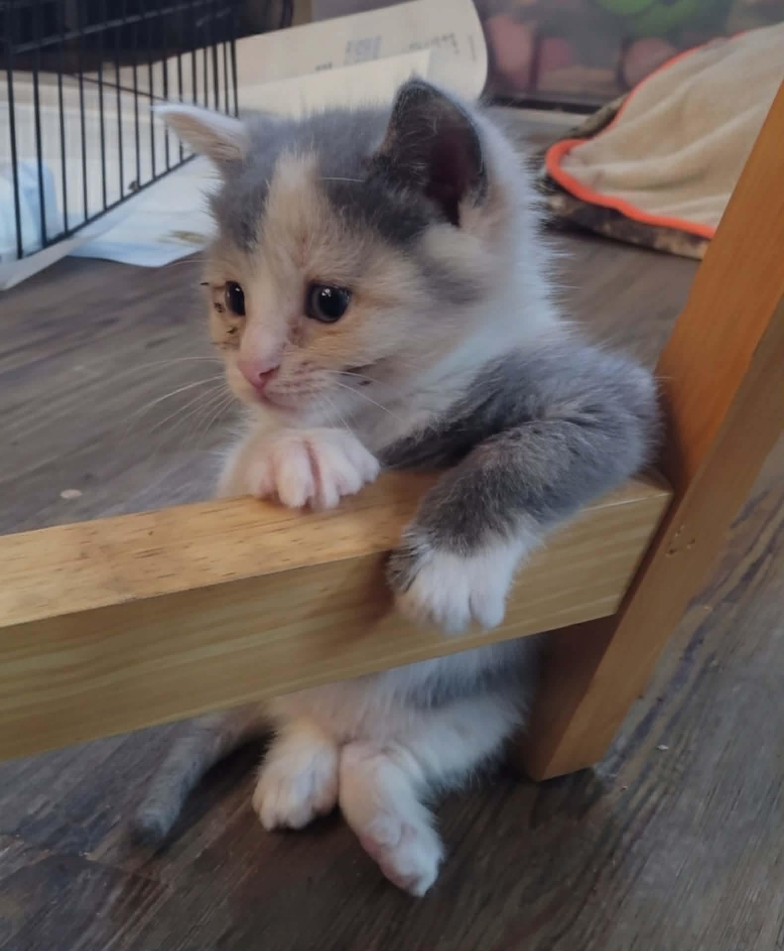 Enlarge Marina cat, a Adoptable American Shorthair in Panama City, FL image 1/1