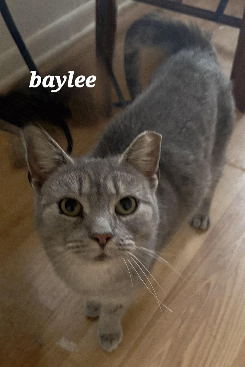 Baylee, Adoptable, Young Female Domestic Short Hair.