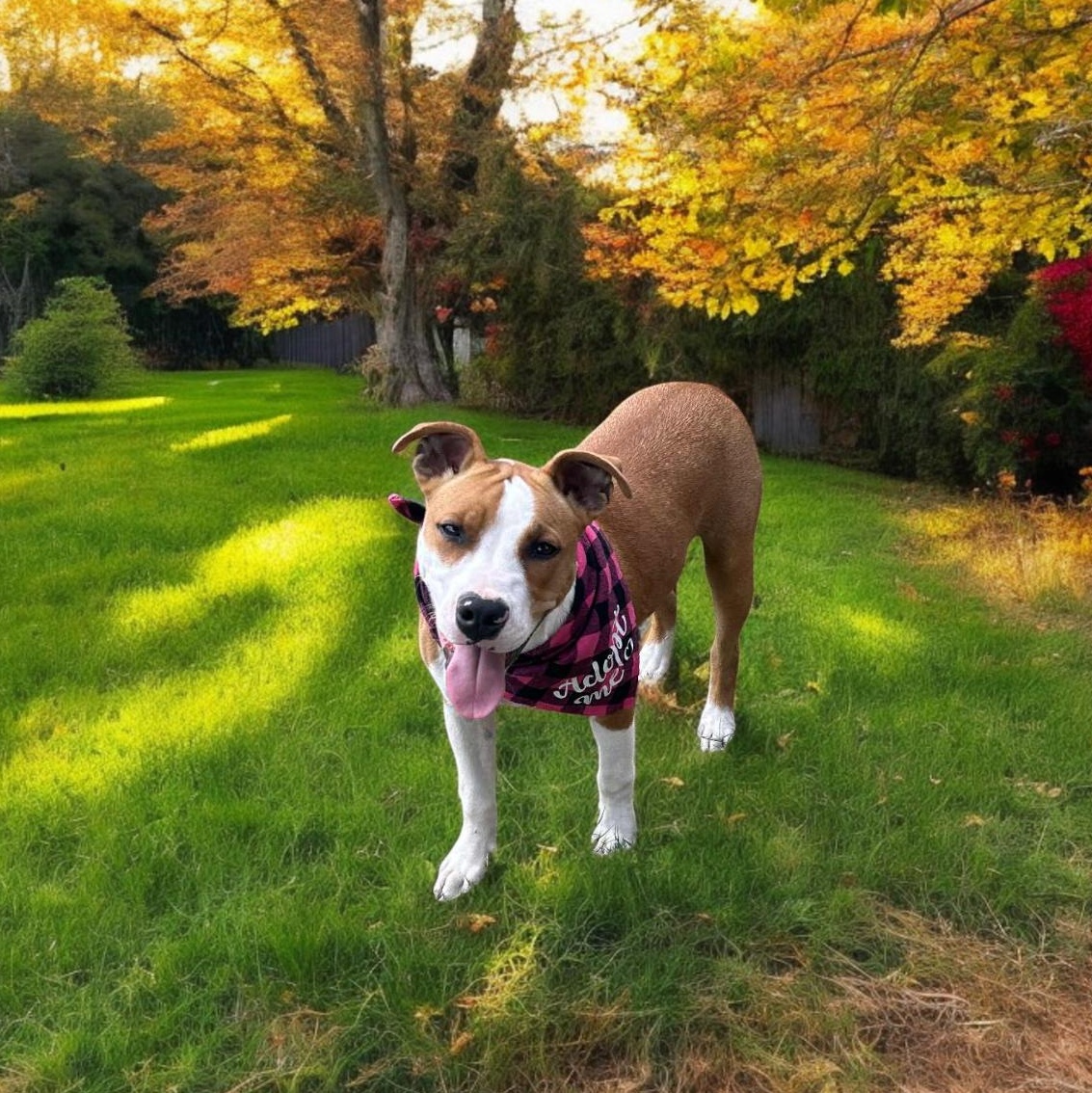 Enlarge Penny, a Adoptable mixed breed in Fort Worth, TX image 3/6