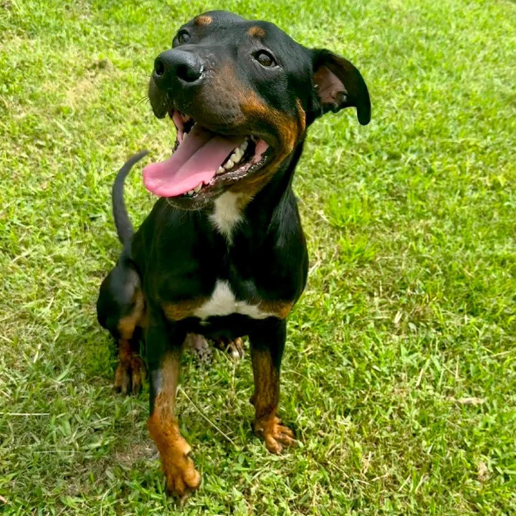 Tucker, Adoptable, Young Male Mixed Breed.
