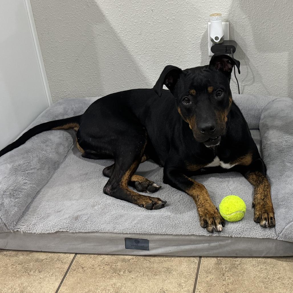 Enlarge Tucker, a Adoptable Mixed Breed in Jacksonville Beach, FL image 2/4