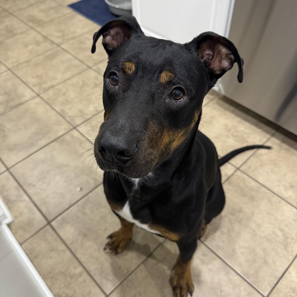 Enlarge Tucker, a Adoptable Mixed Breed in Jacksonville Beach, FL image 3/4