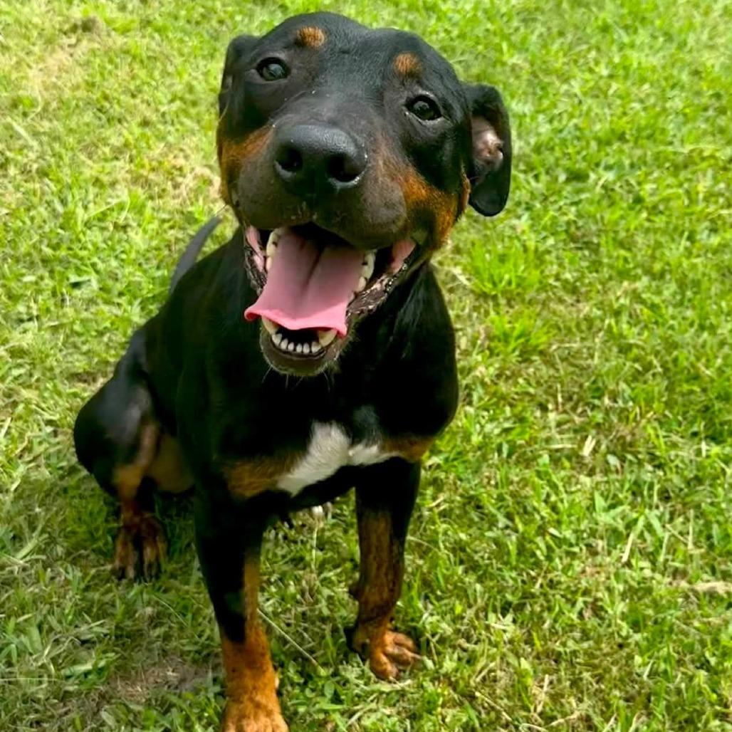 Enlarge Tucker, a Adoptable Mixed Breed in Jacksonville Beach, FL image 4/4