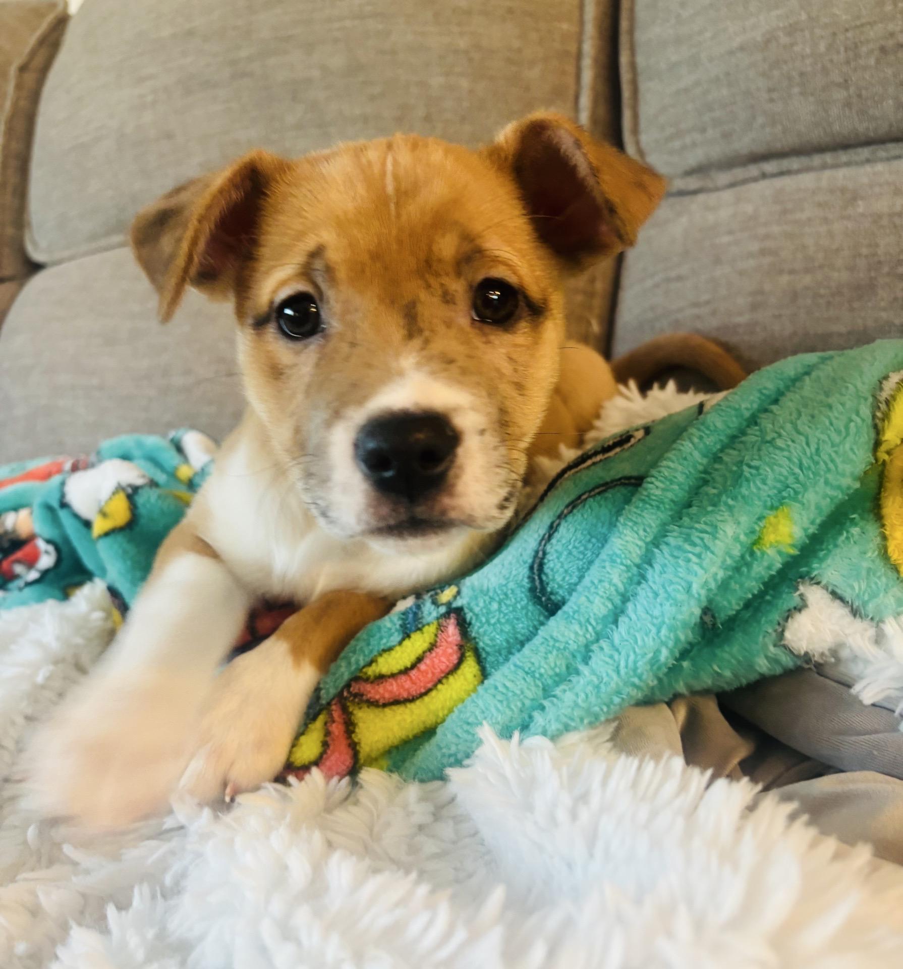 Enlarge Jenga, an adopted mixed breed in Babylon, NY image 4/5