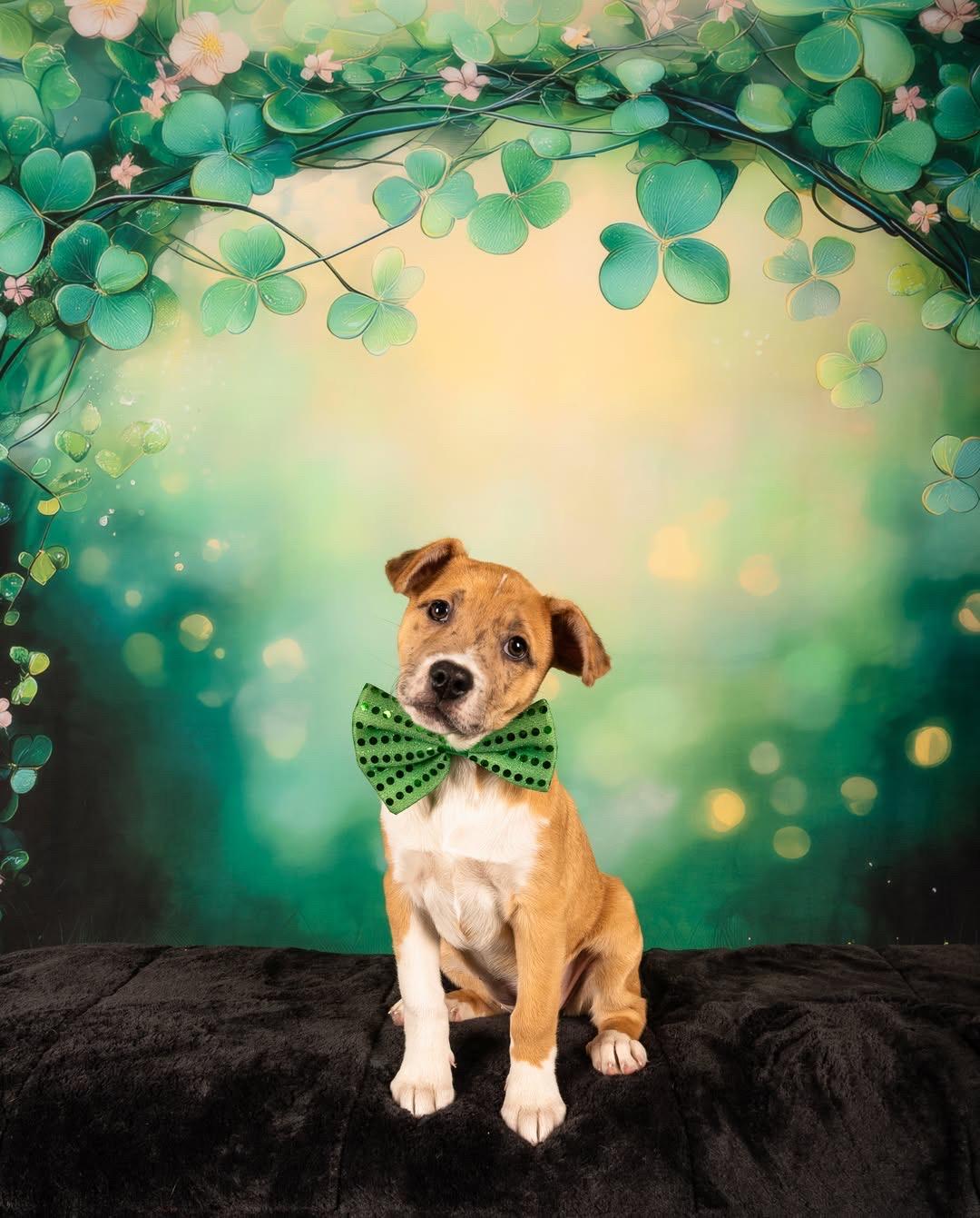 Enlarge Jenga, an adopted mixed breed in Babylon, NY image 5/5