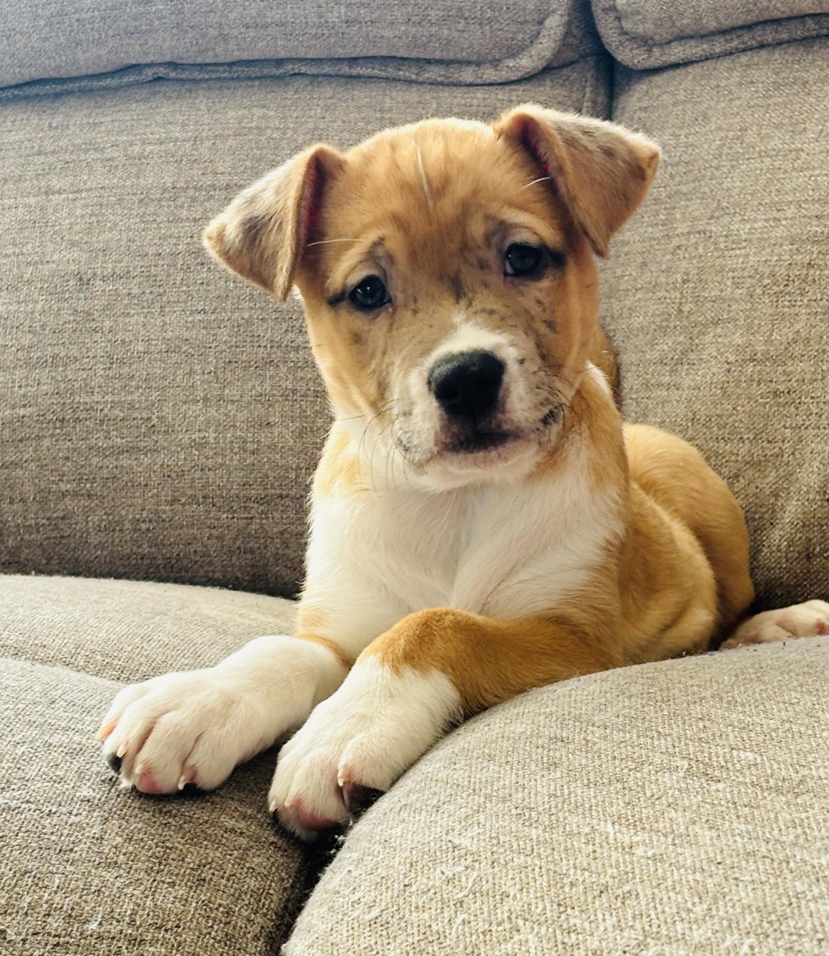 Enlarge Jenga, an adopted mixed breed in Babylon, NY image 2/5