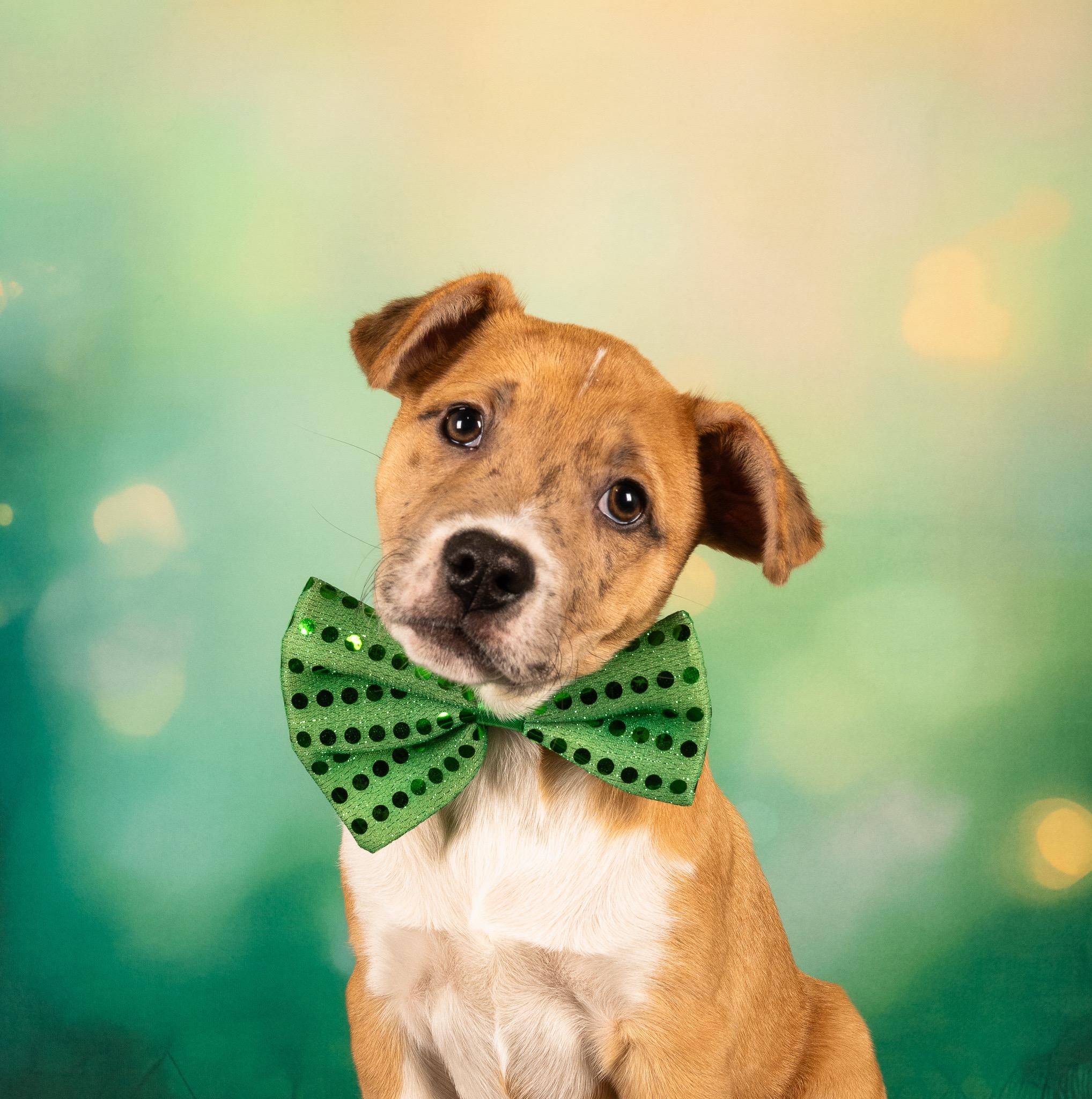 Jenga, Adoptable, Puppy Female Catahoula Leopard Dog.