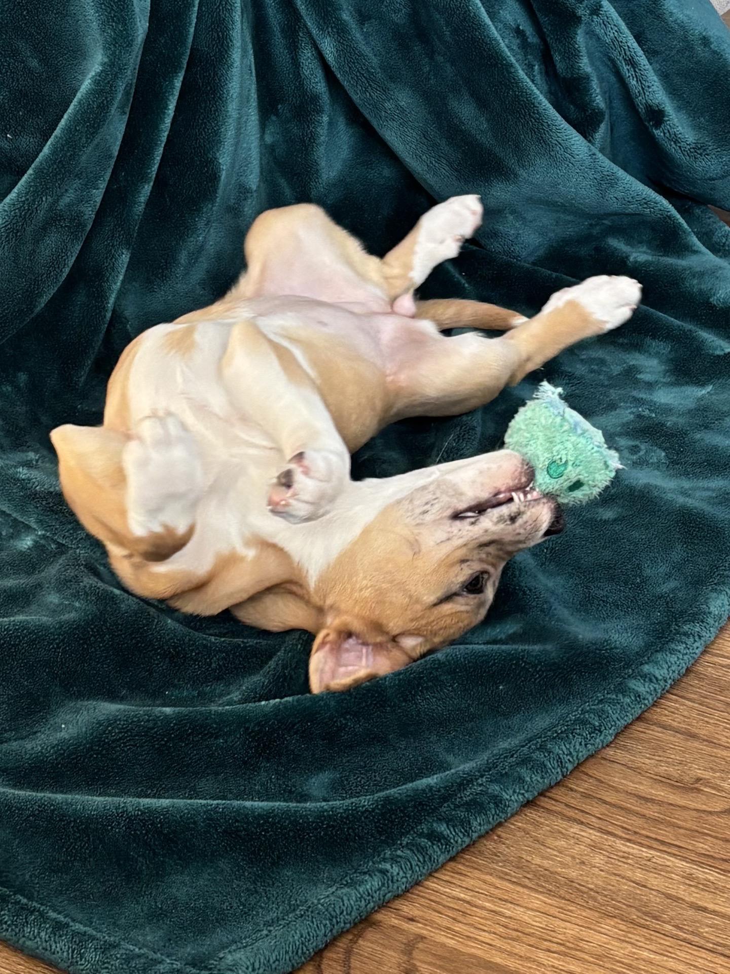 Enlarge Jenga, an adopted mixed breed in Babylon, NY image 3/5