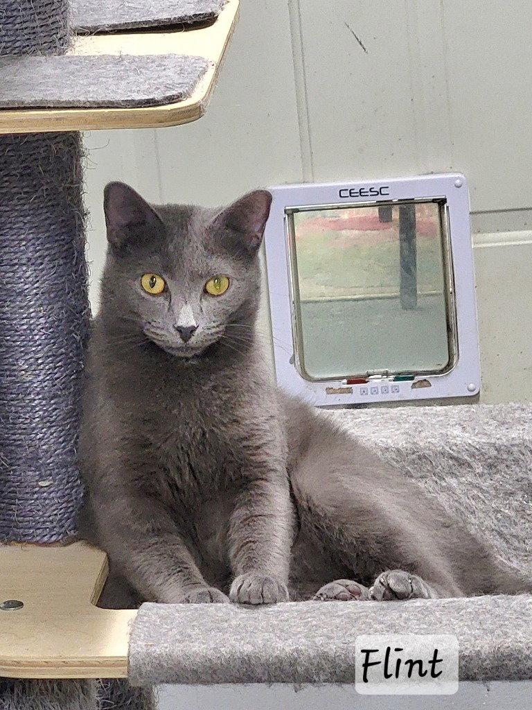 Flint, Adoptable, Young Male Domestic Short Hair.